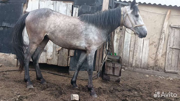 Лошадь кобыла