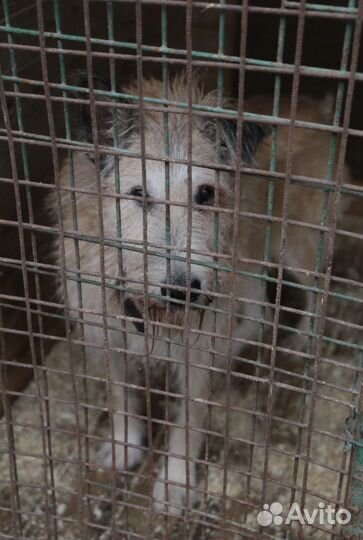 Пожилой бывшедомашний пес в приюте