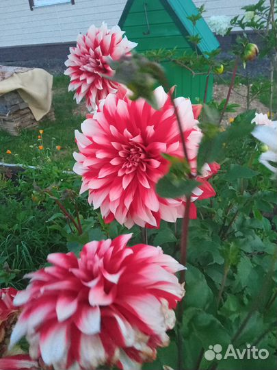 Многолетние цветы