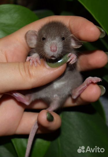 Крыса дамбо