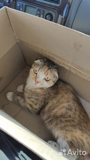 Шотландская вислоухая кошка