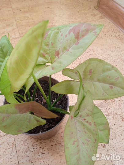 Сингониум конфетти