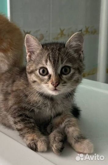 Котенок девочка