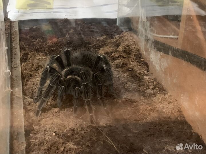 Продам Паука птицееда Lasiodora parahybana