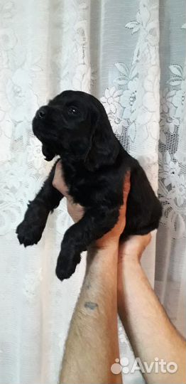 Английский кокер спаниель