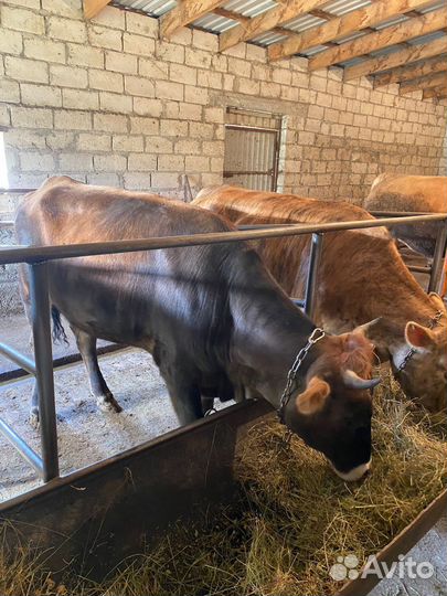 Молодые телки