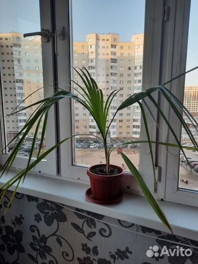 Вашингтонская нитевая пальма