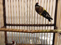 Щегол Черноголовый и другие певчие птицы