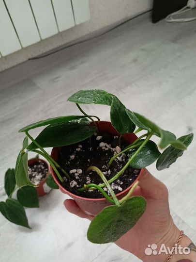 Комнатные растения