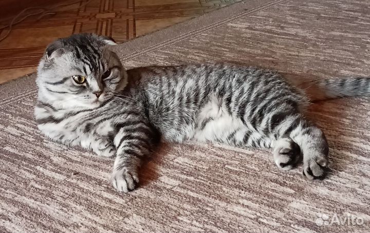 Британский кот в добрые руки