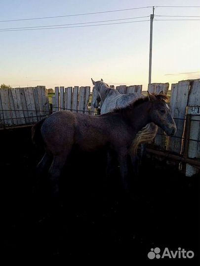 Кобылы с жеребенком