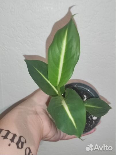 Диффенбахия