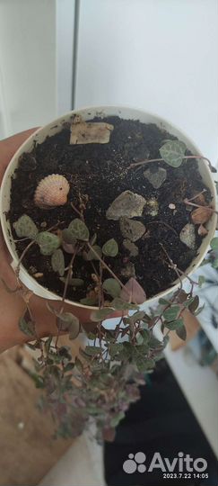 Церопегия вуда