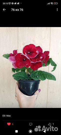 Стрептокарпусы, детки Стрептокарпусов