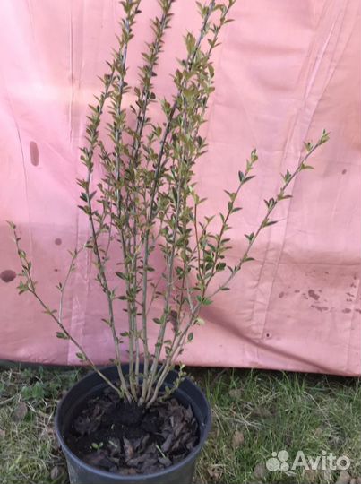 Кустарник для живой изгороди