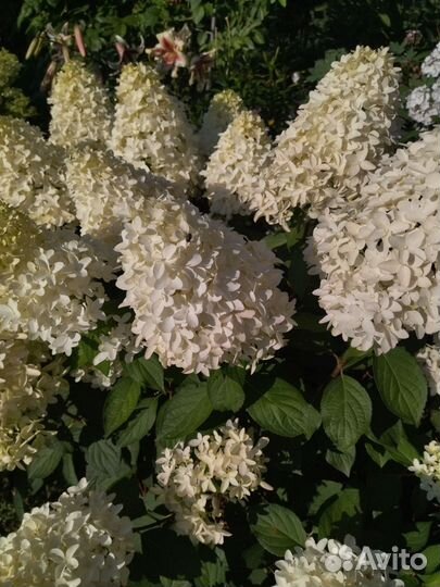 Гортензия метельчатые,Полярный медведь,Фонтом,Лайм