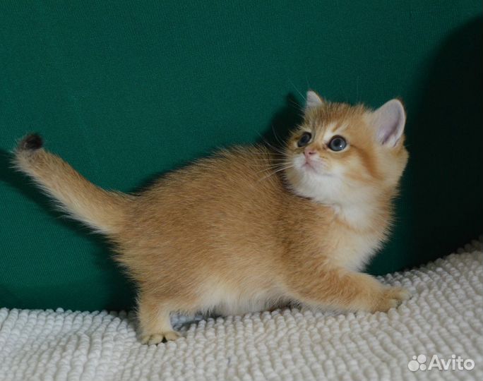 Золотые, с прививками