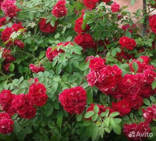 Роза плетистая