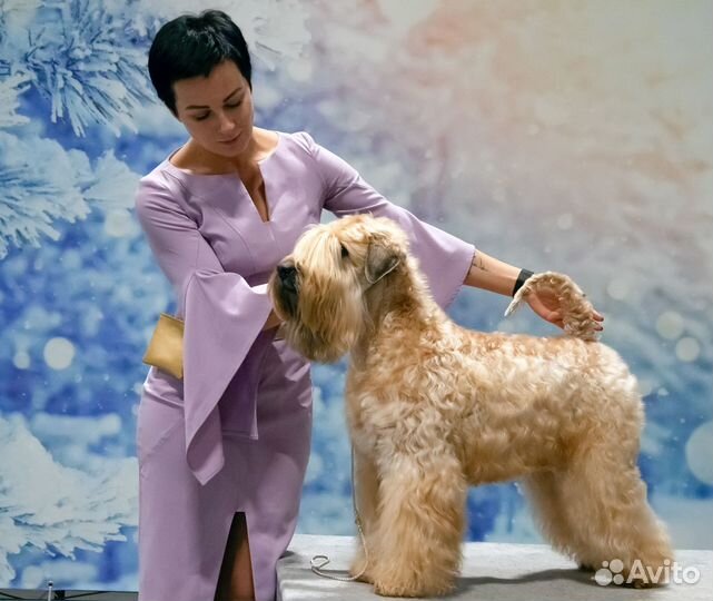 Питомник РКФ предлагает щенков пшеничного терьера