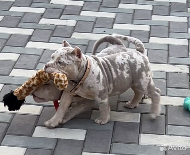 Американский булли щенки Мерль