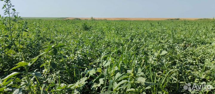 Арбуз бонта