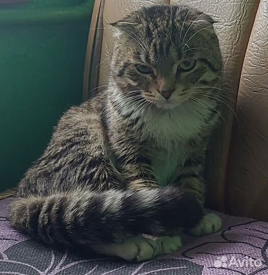 Кошка в дар бесплатно