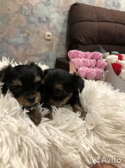 Йоркширский терьер мини беби фейс щенки