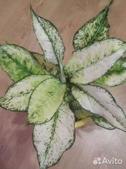 Аглаонема, Диффенбахия