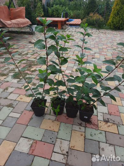 Гортензия Сандей фрайз