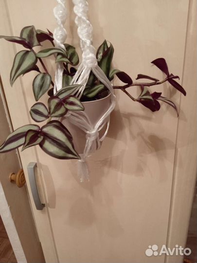 Комнатные цветы