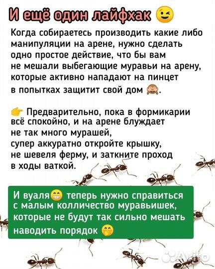 Поилка Мусорка Для муравьиной фермы и тп