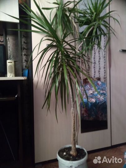 Пальма драцена