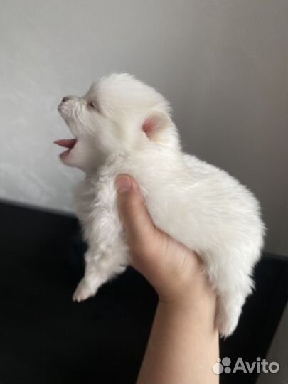Щенки шпица