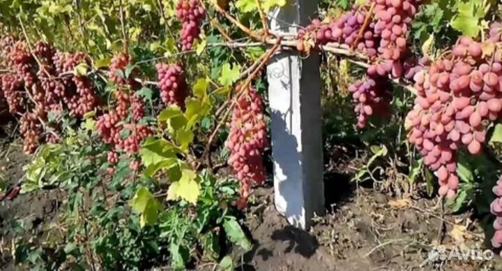 Виноград -Изабелла,Лидия