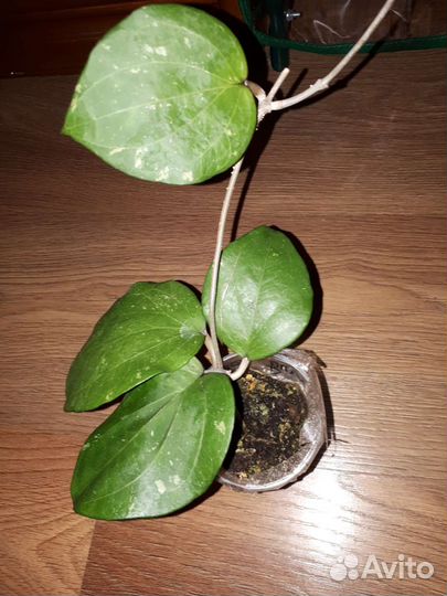 Комнатные растения