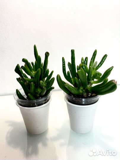 Крассула Коралл