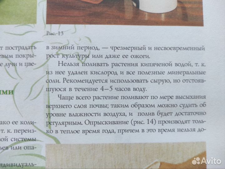 Комнатные растения Бурлуцкая