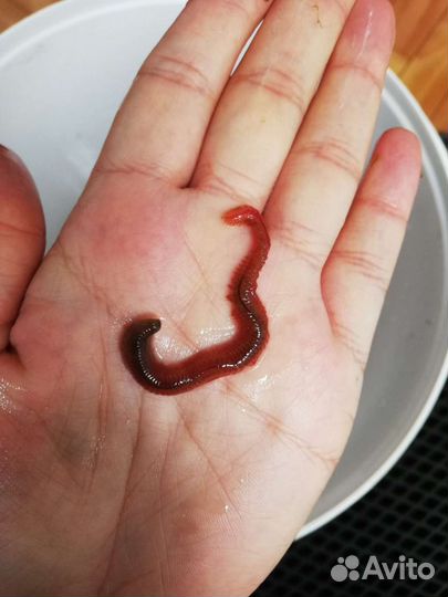 Морской червь