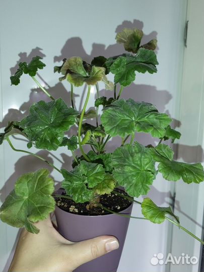 Пеларгония rushmoor avon