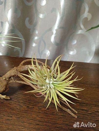 Тилландсия (Tillandsia)