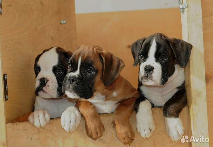 Золотые дети