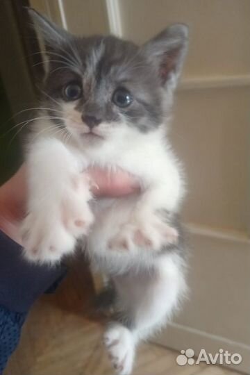 Котята ищут дом