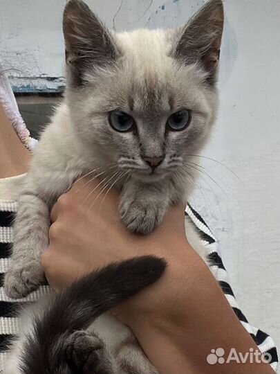 Отдам даром котенка девочку