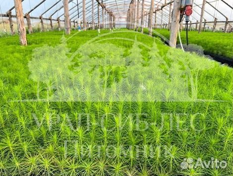 Горная сосна Мугус с зкс сеянцы