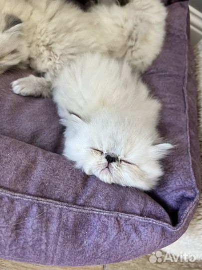 Девочка конфетка