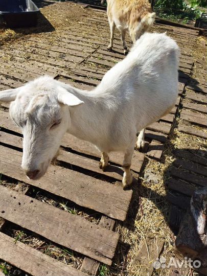Козы дойные