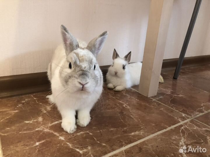 Карликовый кролик - ручной, добрый