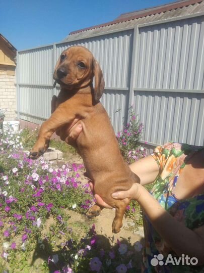 Щенок таксы