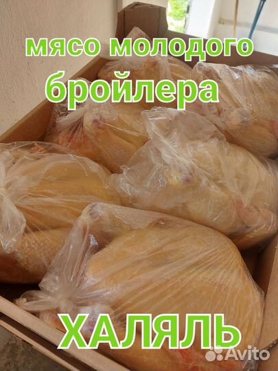 Мясо бройлера