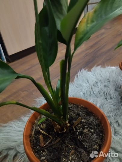 Цветок женское счастье спатифиллум